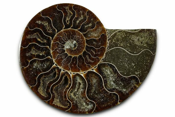 Cut & Polished Ammonite Fossil (Half) - Madagascar #377611